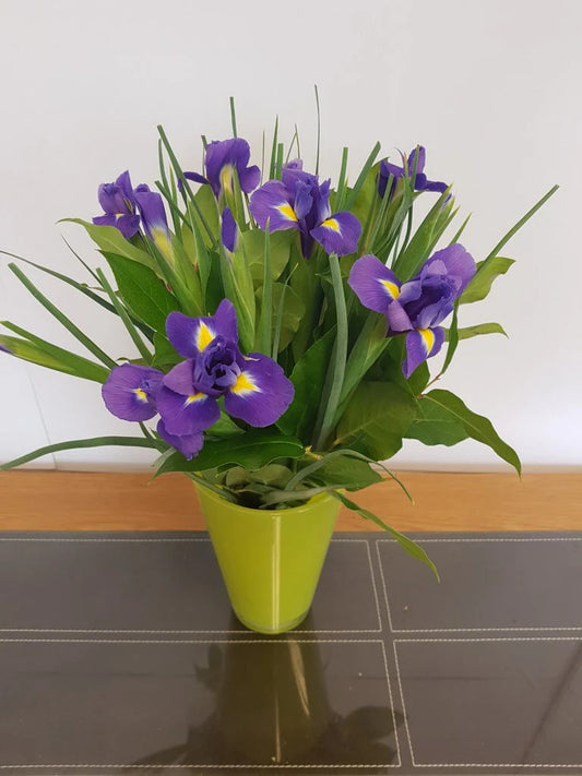 Fully Iris (Next Day)